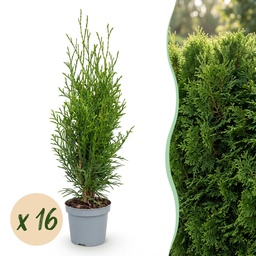 16x Thuja occidentalis Smaragd - Lebensbaum - Heckenpflanzen - Immergrün - Grün 