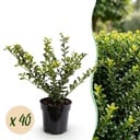 40x Ilex crenata Golden Gem - Japanische Stechpalme - Heckenpflanzen - Immergrün - Gelb - Topf 9cm - Höhe 20-30cm