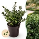8x Ilex crenata Stokes - Japanische Stechpalme - Heckenpflanzen - Immergrün - Grün - Topf 9cm - Höhe 20-30cm