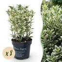 8x Euonymus japonicus White Spire - Kardinalskappen - Heckenpflanzen - Immergrün - Weiß - Grün - Topf 9cm - Höhe 20-30cm