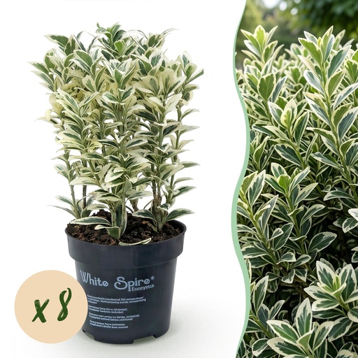 "8x Euonymus japonicus White Spire - Kardinalskappen - Heckenpflanzen - Immergrün - Weiß - Grün - Topf 9cm - Höhe 20-30cm image"