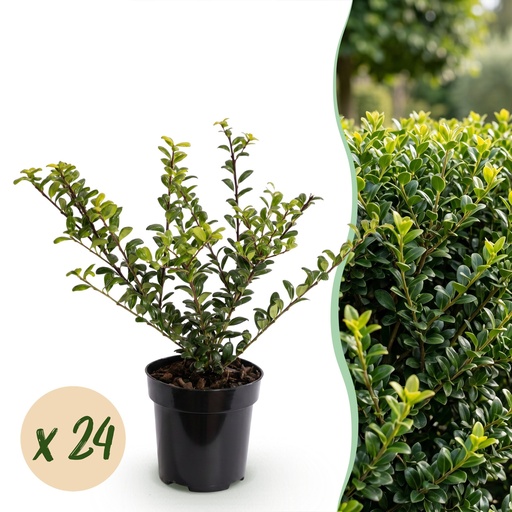 "24x Ilex crenata Covenxa - Japanische Stechpalme - Heckenpflanzen - Immergrün - Grün - Topf 9cm - Höhe 20-30cm image"