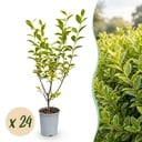 24x Ligustrum ovalifolium Aureum - Buntblättriger Liguster - Heckenpflanzen - Immergrün - Bunt - Topf 9cm - Höhe 35-45cm