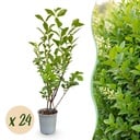 24x Ligustrum ovalifolium - Gewöhnlicher Liguster - Heckenpflanzen - Immergrün - Grün - Topf 9cm - Höhe 35-45cm