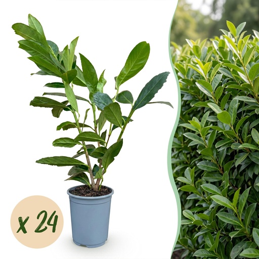 "24x Prunus laur. Caucasica - Lorbeer-Kirsche - Heckenpflanzen - Immergrün - Grün - Topf 9cm - Höhe 25-35cm image"