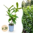 24x Prunus laur. Novita - Lorbeer-Kirsche - Heckenpflanzen - Immergrün - Grün - Topf 9cm - Höhe 25-35cm