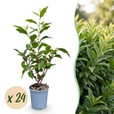 24x Prunus lusitanica Angustifolia - Portugiesischer Lorbeer - Heckenpflanzen - Immergrün - Grün - Topf 9cm - Höhe 25-35cm
