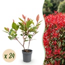 24x Photinia fraseri Little Red Robin - Glanzmispel - Heckenpflanzen - Immergrün - Rot - Topf 9cm - Höhe 25-35cm