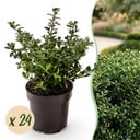 24x Ilex crenata Stokes - Japanische Stechpalme - Heckenpflanzen - Immergrün - Grün - Topf 9cm - Höhe 20-30cm