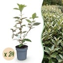 24x Eleagnus ebbingei Compacta - Ölweide - Heckenpflanzen - Immergrün - Grau - Topf 9cm - Höhe 25-35cm