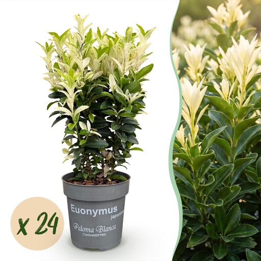 "24x Euonymus japonica Paloma Blanca - Spindelstrauch - Heckenpflanzen - Immergrün - Grün - Weiß - Topf 9cm - Höhe 20-30cm image"