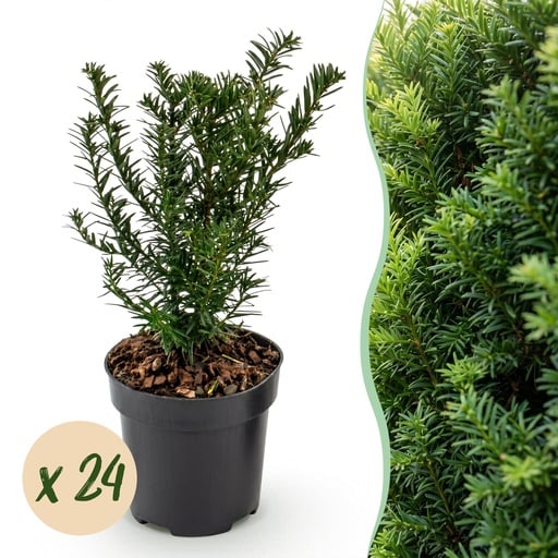 "Gemeine Eibe 24er-Set (Taxus baccata) – winterhartes immergrünes Gehölz, Topf-Ø 9 cm, Höhe ca. 20–30 cm image"