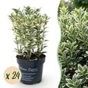 24x Euonymus japonicus White Spire - Kardinalskappen - Heckenpflanzen - Immergrün - Weiß - Grün - Topf 9cm - Höhe 20-30cm