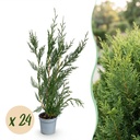 24x Cupressocyparis leylandii 2011 - Leylandii - Heckenpflanzen - Immergrün - Grün - Topf 9cm - Höhe 30-40cm