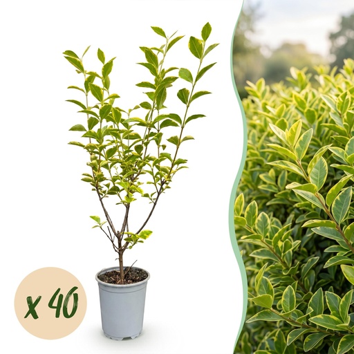 "40x Ligustrum ovalifolium Aureum - Buntblättriger Liguster - Heckenpflanzen - Immergrün - Bunt - Topf 9cm - Höhe 35-45cm image"