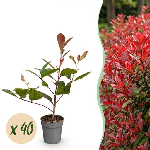 "40x Photinia fraseri Red Robin - Glanzmispel - Heckenpflanzen - Immergrün - Rot - Topf 9cm - Höhe 25-35cm image"