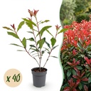 40x Photinia fraseri Carre Rouge - Glanzmispel - Heckenpflanzen - Immergrün - Rot - Topf 9cm - Höhe 25-35cm