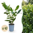 40x Prunus laur. Caucasica - Lorbeer-Kirsche - Heckenpflanzen - Immergrün - Grün - Topf 9cm - Höhe 25-35cm
