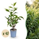 40x Prunus lusitanica Angustifolia - Portugiesischer Lorbeer - Heckenpflanzen - Immergrün - Grün - Topf 9cm - Höhe 25-35cm