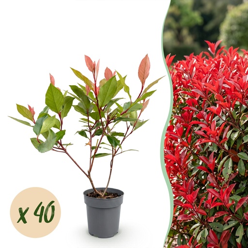 "40x Photinia fraseri Little Red Robin - Glanzmispel - Heckenpflanzen - Immergrün - Rot - Topf 9cm - Höhe 25-35cm image"