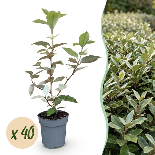 "40x Eleagnus ebbingei Compacta - Ölweide - Heckenpflanzen - Immergrün - Grau - Topf 9cm - Höhe 25-35cm image"