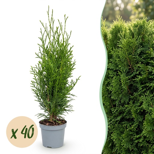 "40x Thuja occidentalis Smaragd - Lebensbaum - Heckenpflanzen - Immergrün - Grün - Topf 9cm - Höhe 20-30cm image"