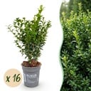 16x Buxus sempervirens - Palmenbäumchen - Heckenpflanzen - Immergrün - Grün - Topf 9cm - Höhe 20-25cm