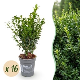 16x Buxus sempervirens - Palmenbäumchen - Heckenpflanzen - Immergrün - Grün - To