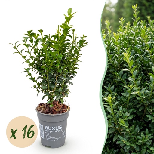 "16x Buxus sempervirens - Palmenbäumchen - Heckenpflanzen - Immergrün - Grün - Topf 9cm - Höhe 20-25cm image"