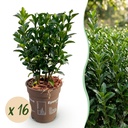 16x Euonymus japonica Green Spire - Pfaffenhütchen - Heckenpflanzen - Immergrün - Grün - Topf 9cm - Höhe 20-25cm
