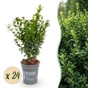 24x Buxus sempervirens - Palmenbäumchen - Heckenpflanzen - Immergrün - Grün - Topf 9cm - Höhe 20-25cm