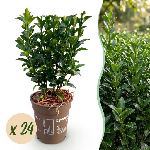 "24x Euonymus japonica Green Spire - Pfaffenhütchen - Heckenpflanzen - Immergrün - Grün - Topf 9cm - Höhe 20-25cm image"