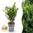 40x Buxus sempervirens - Palmenbäumchen - Heckenpflanzen - Immergrün - Grün - Topf 9cm - Höhe 20-25cm