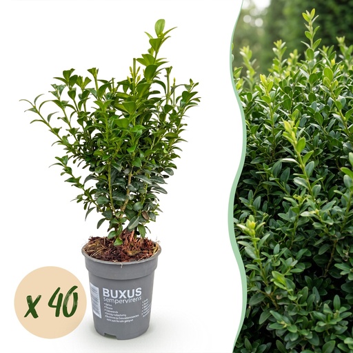 "40x Buxus sempervirens - Palmenbäumchen - Heckenpflanzen - Immergrün - Grün - Topf 9cm - Höhe 20-25cm image"