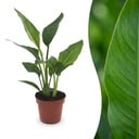 Strelitzia Reginea - Paradiesvogelblume - 1 Pflanze - Topf 12cm - Höhe - 35cm