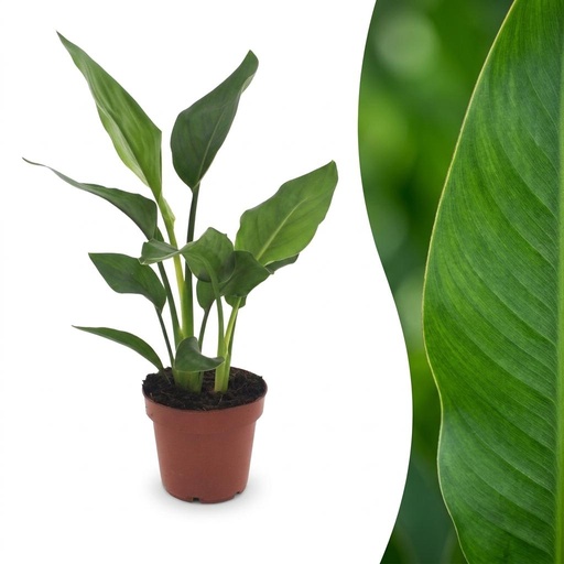 "Strelitzia Reginea - Paradiesvogelblume - 1 Pflanze - Topf 12cm - Höhe - 35cm image"