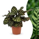 Calathea Makoyana - Pfauenpflanze - 1 Pflanze - Topf 12cm - Höhe - 25cm