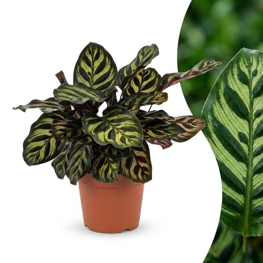 "Calathea Makoyana - Pfauenpflanze - 1 Pflanze - Topf 12cm - Höhe - 25cm image"