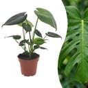 Monstera Deliciosa - Fensterblatt - 1 Pflanze - Topf 12cm - Höhe - 30cm