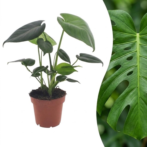 "Monstera Deliciosa - Fensterblatt - 1 Pflanze - Topf 12cm - Höhe - 30cm image"