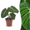 Philodendron Gloriosum - Gloriosum Philodendron - 1 Plant - Topf 12cm - Höhe - 25cm