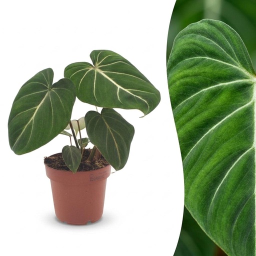 "Philodendron Gloriosum - Gloriosum Philodendron - 1 Plant - Topf 12cm - Höhe - 25cm image"