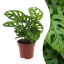 Monstera Adansonii - Monstera Adansonii - 1 Pflanze - Topf 12cm - Höhe - 25cm