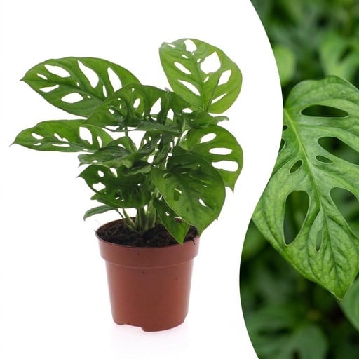 "Fensterblatt (Monstera adansonii) – pflegeleichte Zimmerpflanze, Höhe ca. 12 cm image"