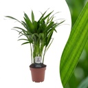 Areca Lutescens - Goldfruchtpalme - 1 Pflanze - Topf 12cm - Höhe - 45cm