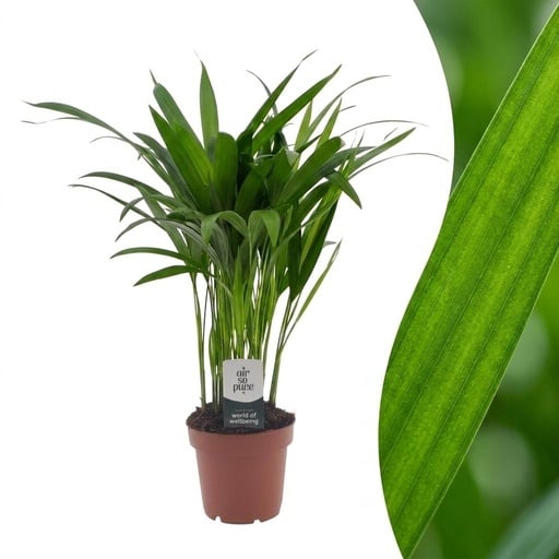 "Areca Lutescens - Goldfruchtpalme - 1 Pflanze - Topf 12cm - Höhe - 45cm image"