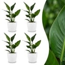 Strelitzia Reginea - Paradiesvogelblume - 4 Pflanzen - mit Weißem Topf - Topf 12cm - Höhe - 35cm