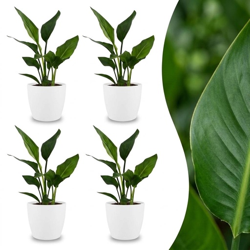 "Strelitzia Reginea - Paradiesvogelblume - 4 Pflanzen - mit Weißem Topf - Topf 12cm - Höhe - 35cm image"