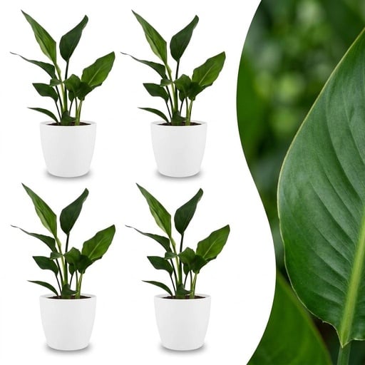 "Strelitzia Reginea - Paradiesvogelblume - 4 Pflanzen - mit Weißem Topf - Topf 12cm - Höhe - 35cm image"