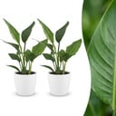 Strelitzia Reginea - Paradiesvogelblume - 2 Pflanzen - mit Weißem Topf - Topf 12cm - Höhe - 35cm